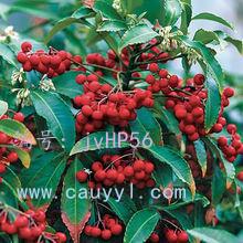 չ滮