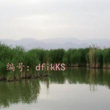 ̬