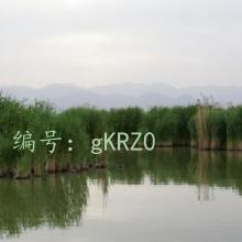 ̬